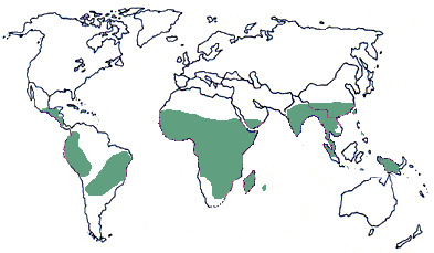 Карта, где растет кофе